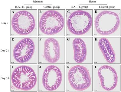 Bacillus amyloliquefaciens TL promotes gut health of broilers by the contribution of bacterial extracellular polysaccharides through its anti-inflammatory potential